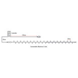 Showtec LED Rubber Twinkle Light WW 200 LED'S/20 M/LED-ruimte 10 cm LED kerstverlichting